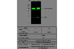 Image no. 2 for anti-CD69 (CD69) (AA 62-199) antibody (ABIN1998359)