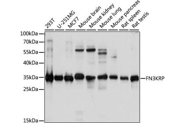 FN3KRP Antikörper  (AA 1-309)