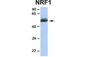 Image no. 7 for anti-Nuclear Respiratory Factor 1 (NRF1) (Middle Region) antibody (ABIN2775850)