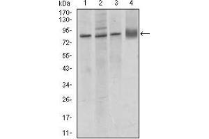 Image no. 1 for anti-Cadherin 5 (CDH5) (AA 29-223) antibody (ABIN1724748)