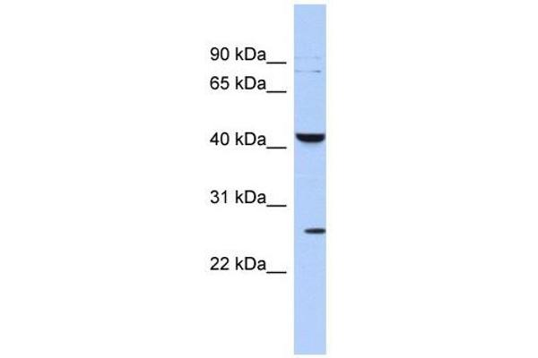 KCNMB4 Antikörper  (Middle Region)