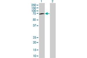 Western Blot analysis of BAG4 expression in transfected 293T cell line by BAG4 MaxPab polyclonal antibody.