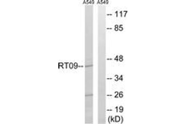 anti-Mitochondrial Ribosomal Protein S9 (MRPS9) (AA 91-140) antibody