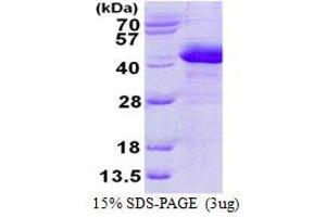 Image no. 1 for Prostaglandin Reductase 2 (PTGR2) protein (His tag) (ABIN1098255)