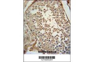 Image no. 2 for anti-Adenylate Cyclase Activating Polypeptide 1 (Pituitary) (ADCYAP1) (C-Term) antibody (ABIN2157591)