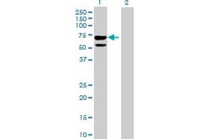 Image no. 1 for anti-Clusterin-Like 1 (Retinal) (CLUL1) (AA 1-466) antibody (ABIN525841)