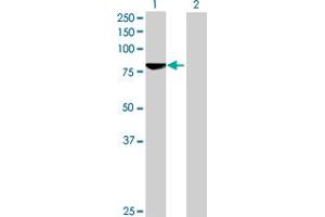 Western Blot analysis of ACSBG2 expression in transfected 293T cell line by ACSBG2 MaxPab polyclonal antibody.