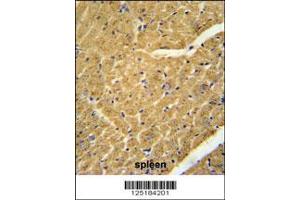 Image no. 2 for anti-Apolipoprotein B mRNA Editing Enzyme, Catalytic Polypeptide-Like 2 (APOBEC2) (AA 19-48), (N-Term) antibody (ABIN651888)