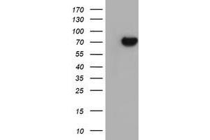 Image no. 4 for anti-Sec1 Family Domain Containing 1 (SCFD1) antibody (ABIN1500818)