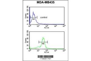Image no. 3 for anti-Methionine Sulfoxide Reductase A (MSRA) antibody (ABIN2448193)