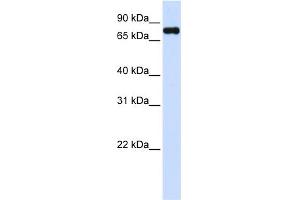 Image no. 1 for anti-Zinc Finger, FYVE Domain Containing 1 (ZFYVE1) (C-Term) antibody (ABIN2784354)