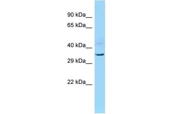 INO80B antibody  (C-Term)