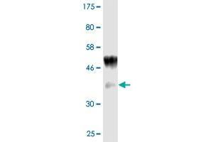 Image no. 3 for anti-Interleukin 1 alpha (IL1A) (AA 172-271) antibody (ABIN516992)