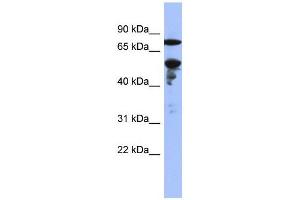 Image no. 2 for anti-Zinc Finger Protein 549 (ZNF549) (Middle Region) antibody (ABIN2778541)