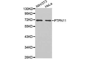 PTPN11 Antikörper  (AA 514-593)