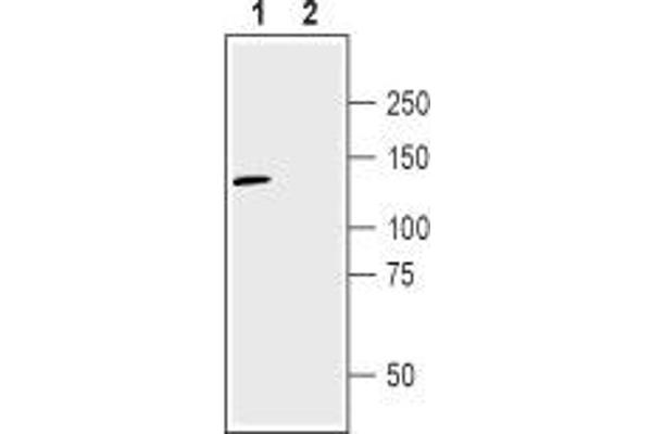 NRP2 antibody  (Extracellular, N-Term)