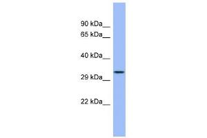 Image no. 1 for anti-Ficolin (Collagen/fibrinogen Domain Containing) 3 (Hakata Antigen) (FCN3) (N-Term) antibody (ABIN634029)