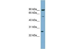 Image no. 1 for anti-Vesicle-Associated Membrane Protein 7 (VAMP7) (N-Term) antibody (ABIN2783038)