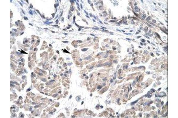 HOXD3 antibody  (AA 80-129)