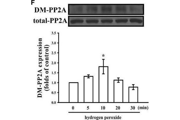 PPP2CA antibody  (C-Term)
