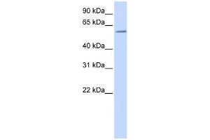 Image no. 1 for anti-Zinc Finger and BTB Domain Containing 7A (ZBTB7A) (N-Term) antibody (ABIN2780246)