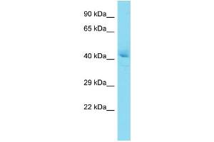 Image no. 1 for anti-Nucleoside Diphosphate Kinase (NME7) (N-Term) antibody (ABIN2790427)