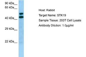 Image no. 1 for anti-serine/threonine Kinase 19 (STK19) (Middle Region) antibody (ABIN2774428)