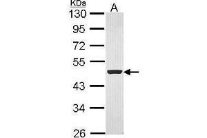 Image no. 2 for anti-Flotillin 1 (FLOT1) (C-Term) antibody (ABIN2855944)