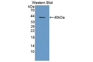 Image no. 1 for anti-Chemokine (C-X-C Motif) Ligand 1 (Melanoma Growth Stimulating Activity, Alpha) (CXCL1) antibody (ABIN3201224)