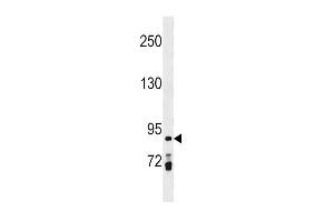 Image no. 1 for anti-Prickle-Like Protein 1 (PRICKLE1) (AA 678-704), (C-Term) antibody (ABIN1537540)