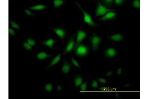 Image no. 2 for anti-Dual Specificity Phosphatase 3 (DUSP3) (AA 1-185) antibody (ABIN515101)