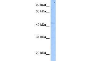Image no. 1 for anti-SET Domain Containing (Lysine Methyltransferase) 7 (SETD7) (C-Term) antibody (ABIN2783571)