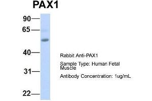 Image no. 3 for anti-Paired Box 1 (PAX1) (Middle Region) antibody (ABIN2778352)