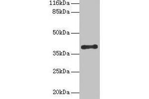 CYLC2 抗体  (AA 1-156)