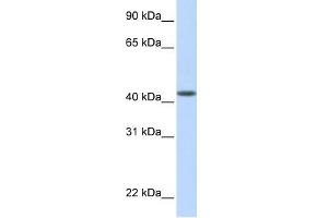 Image no. 1 for anti-DENN/MADD Domain Containing 1B (DENND1B) (N-Term) antibody (ABIN2785085)