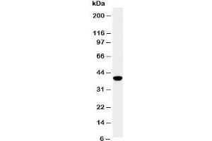 Image no. 3 for anti-Secreted Protein, Acidic, Cysteine-Rich (Osteonectin) (SPARC) (AA 284-303) antibody (ABIN3032523)