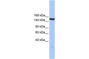 Image no. 1 for anti-CASP8 Associated Protein 2 (CASP8AP2) antibody (ABIN2463348)
