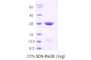 Image no. 1 for Syntaxin 1A (Brain) (STX1A) (AA 1-226) protein (ABIN934944)