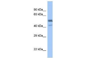 Image no. 1 for anti-Proximal Sequence Element 1 (SPDEF) (C-Term) antibody (ABIN927755)