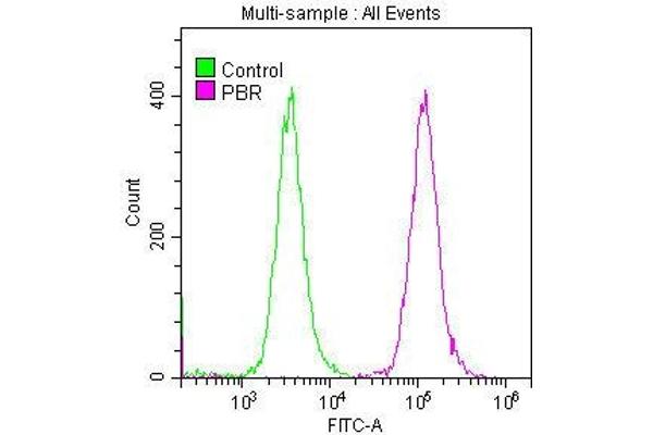 TSPO anticorps