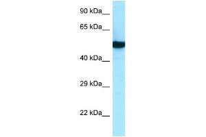 Image no. 1 for anti-Tubulin, beta 2B (TUBB2B) (N-Term) antibody (ABIN2790317)