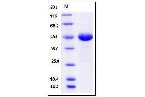 Image no. 1 for Pepsinogen 4, Group I (Pepsinogen A) (PGA4) (AA 1-388) (Active) protein (His tag) (ABIN2005413)