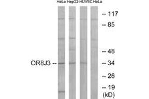 Image no. 1 for anti-Olfactory Receptor, Family 8, Subfamily J, Member 3 (OR8J3) (AA 232-281) antibody (ABIN1535964)