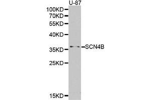 Western blot analysis of extracts of U-87 cell lines, using SCN4B antibody.