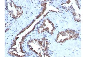 Image no. 4 for anti-Cyclin B1 (CCNB1) antibody (ABIN6940990)