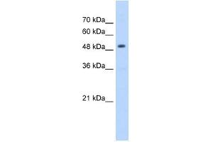 Image no. 1 for anti-3-Hydroxy-3-Methylglutaryl-CoA Synthase 2 (Mitochondrial) (HMGCS2) antibody (ABIN629710)