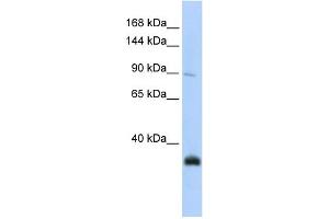 Image no. 1 for anti-MORC Family CW-Type Zinc Finger 3 (MORC3) (N-Term) antibody (ABIN2782386)