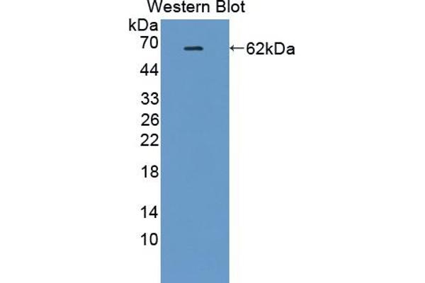 Protein Red (IK) (AA 1-192) antibody