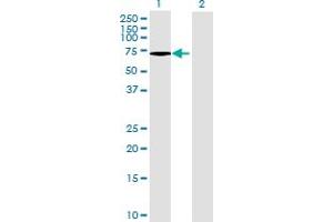 Image no. 1 for anti-Arylsulfatase G (ARSG) (AA 1-525) antibody (ABIN524840)