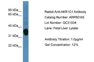 Image no. 2 for anti-Dihydrodiol Dehydrogenase (DDH) (N-Term) antibody (ABIN2788359)